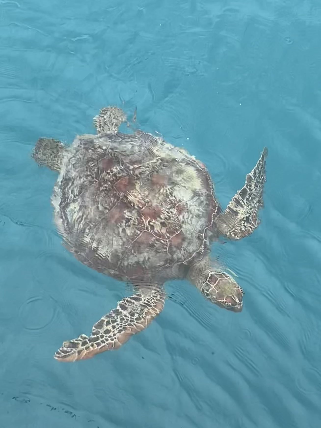 Load video: Meet Terrence the Turtle from our recent trip to the Whitsundays
